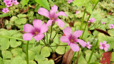 红花酢浆草开出俏美小红花
