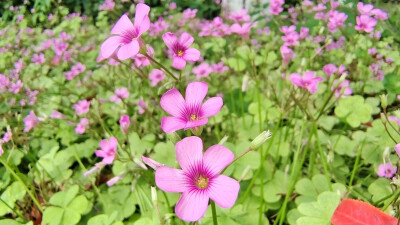 红花酢浆草开出俏美小红花
