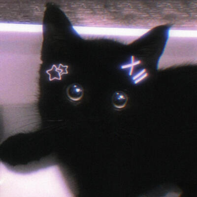 猫咪