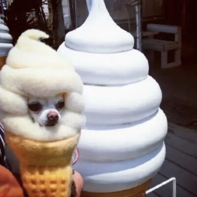 狗的白