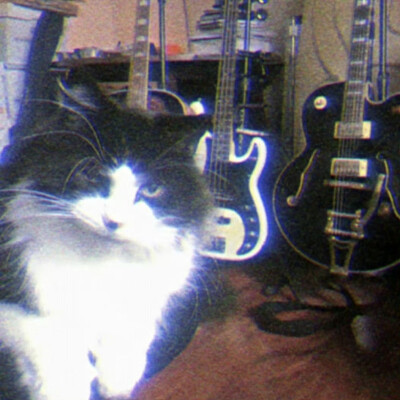 猫咪