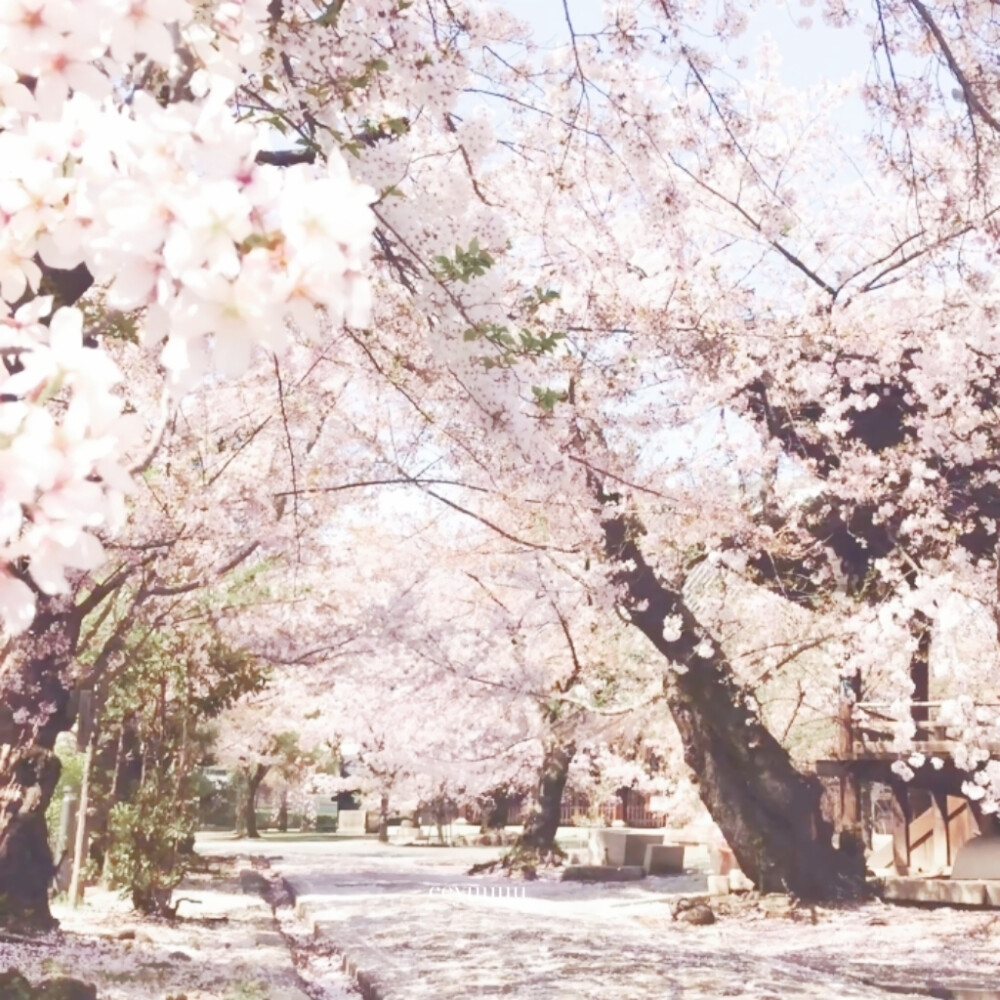 
今すぐ会いたい*落花/Fallin'Flower