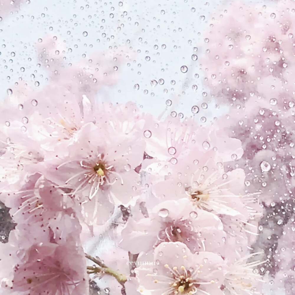 
今すぐ会いたい*落花/Fallin'Flower