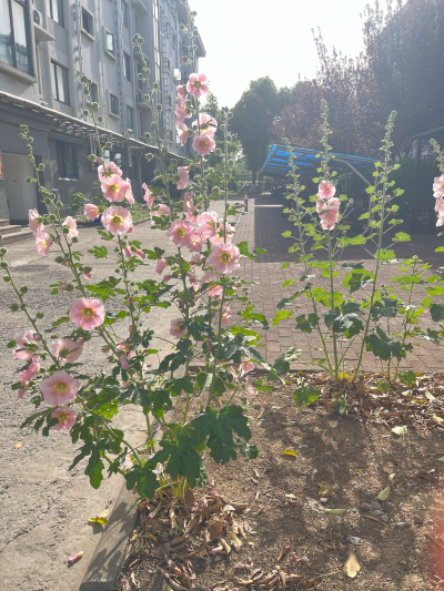 蜀葵