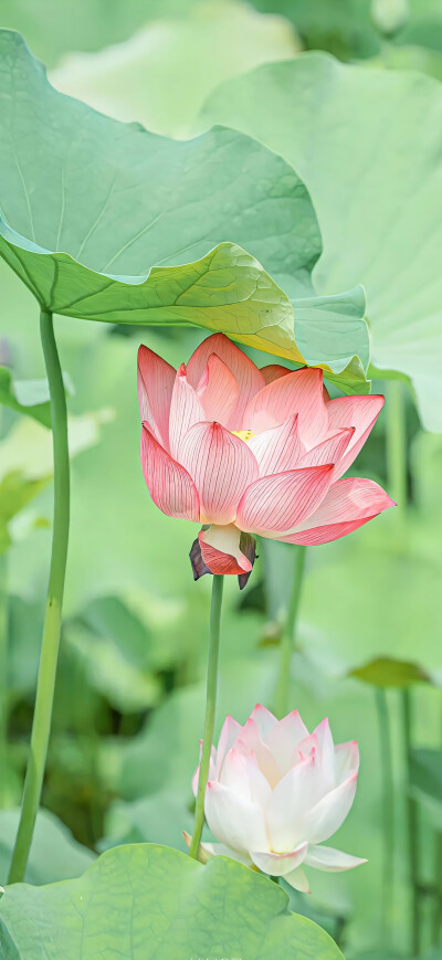 壁纸