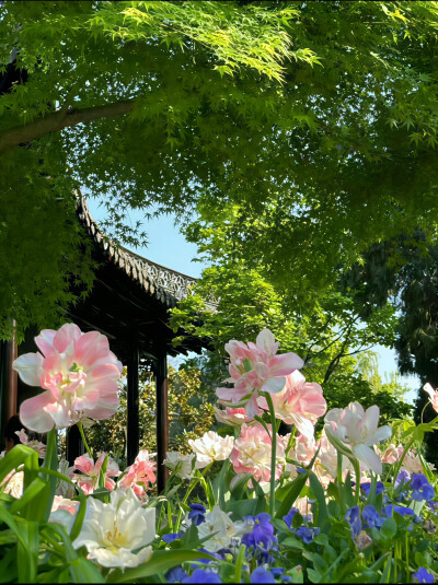 自然系 鲜花 草坪 护眼壁纸