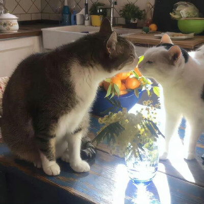 小猫O.oKitty领地