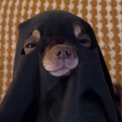 (>﹏<)