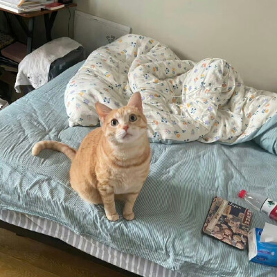 小猫O.oKitty领地