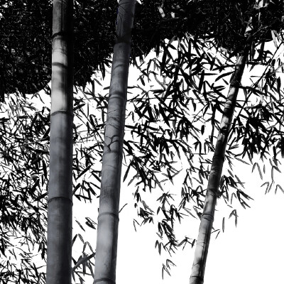 一句此生不换 招摇我百转千凡