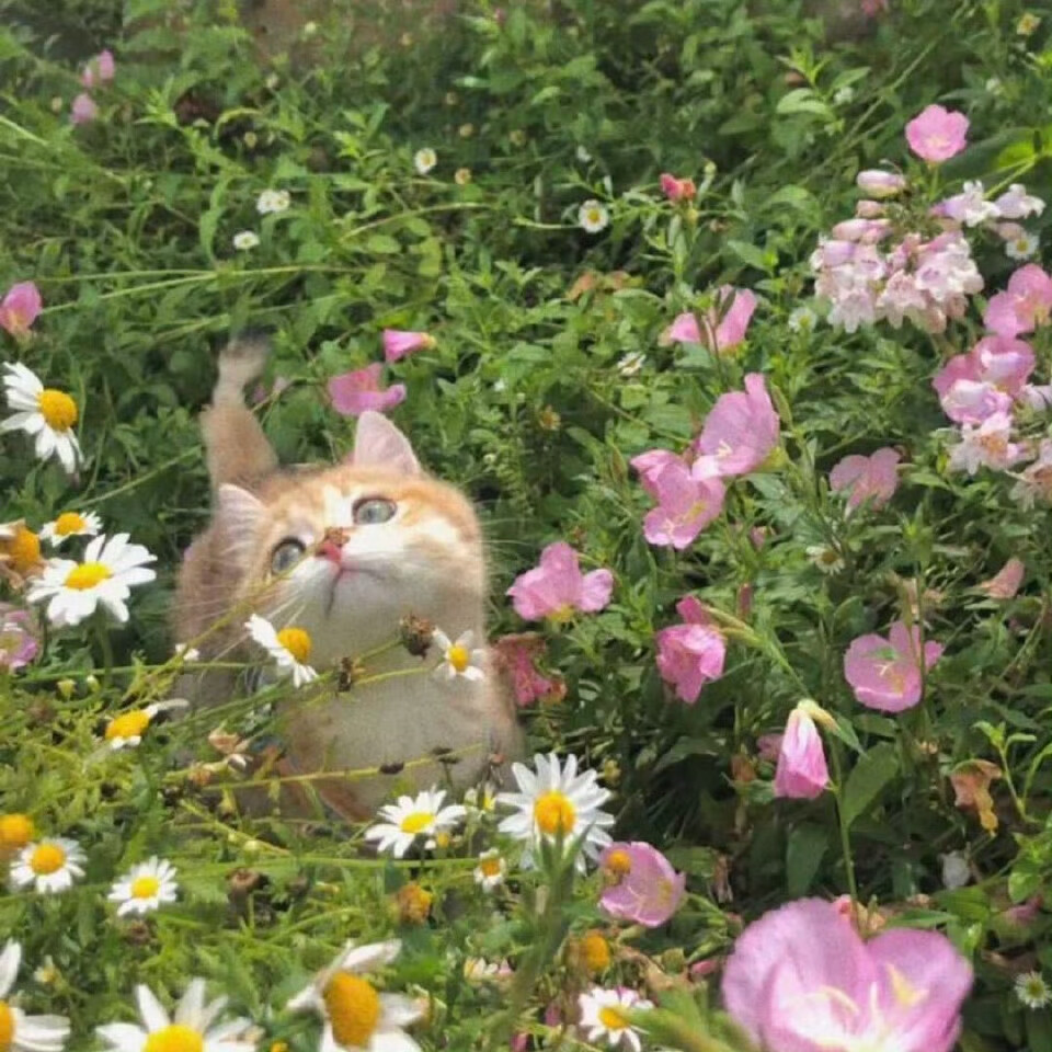 小猫O.oKitty领地