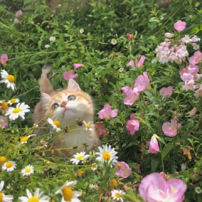 小猫O.oKitty领地