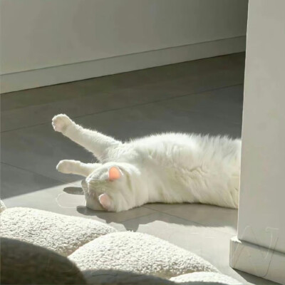 小猫O.oKitty领地