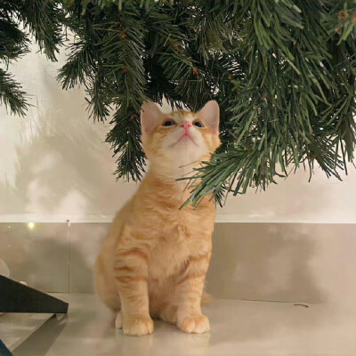 小猫O.oKitty领地