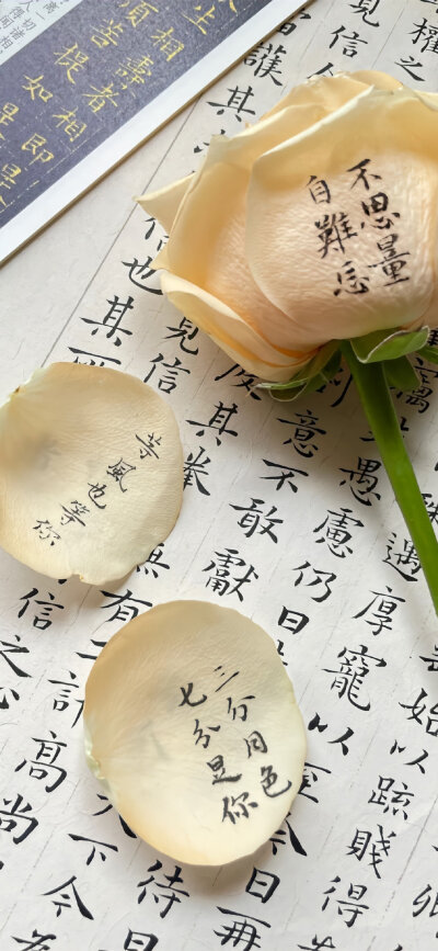 手机壁纸