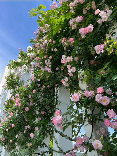 自然系 鲜花 草坪 护眼壁纸