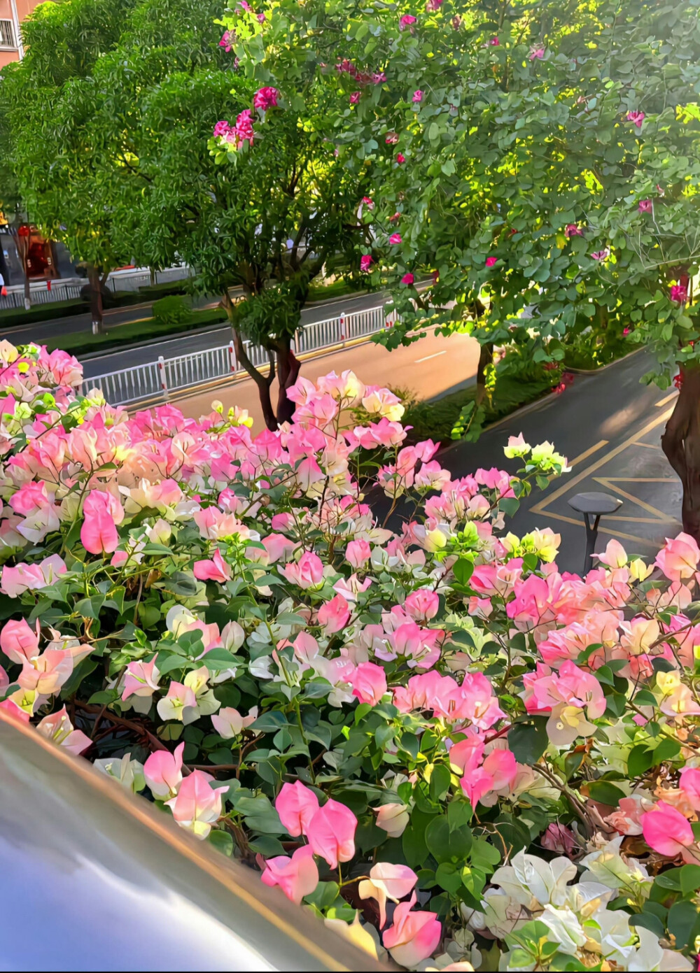 自然系 鲜花 草坪 护眼壁纸