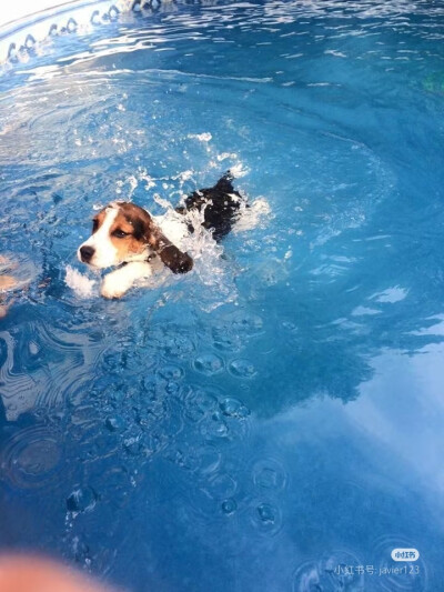 我是比格，开门！