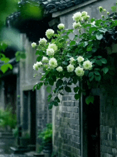 雨巷