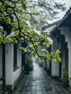雨巷