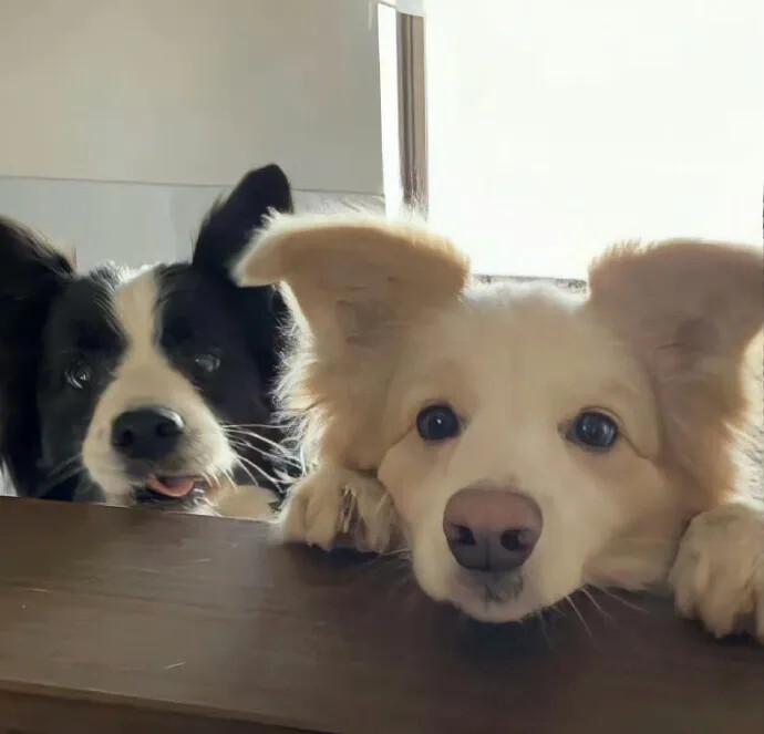 狗狗