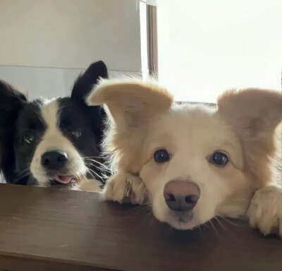 狗狗