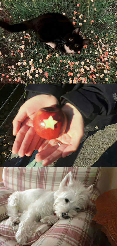 壁纸