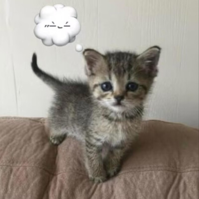 我的目标是统治人类