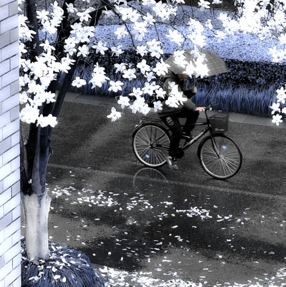 夕阳落叶汽笛声通知恋爱告急