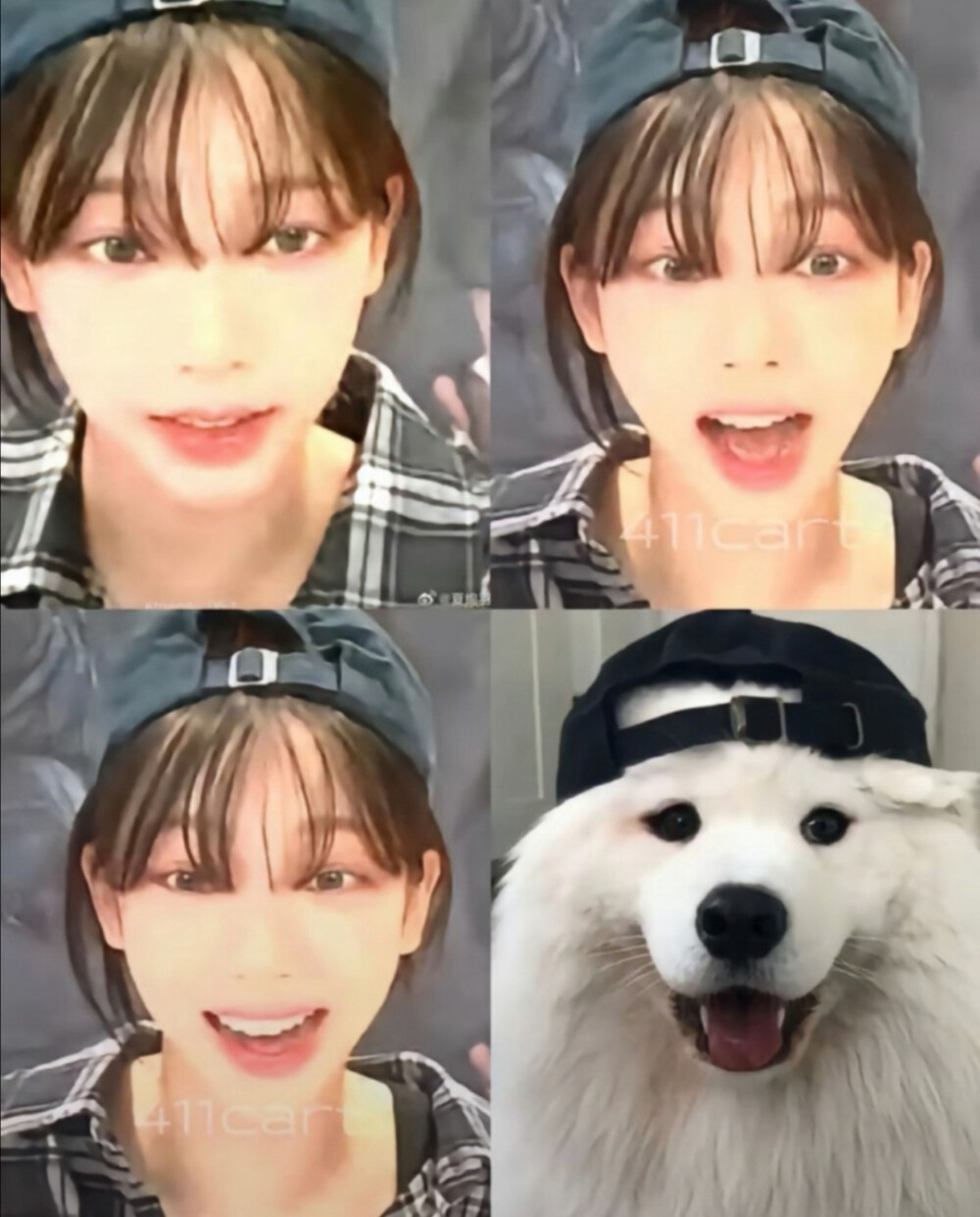 帽子反戴犬一枚