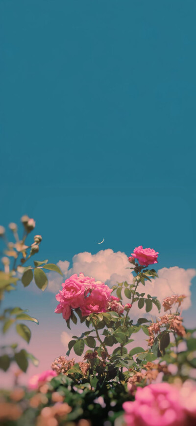 月季壁纸