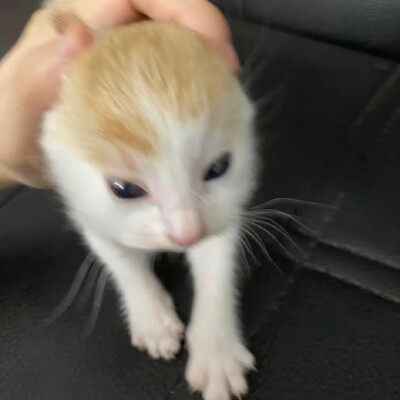 （＾ω＾）