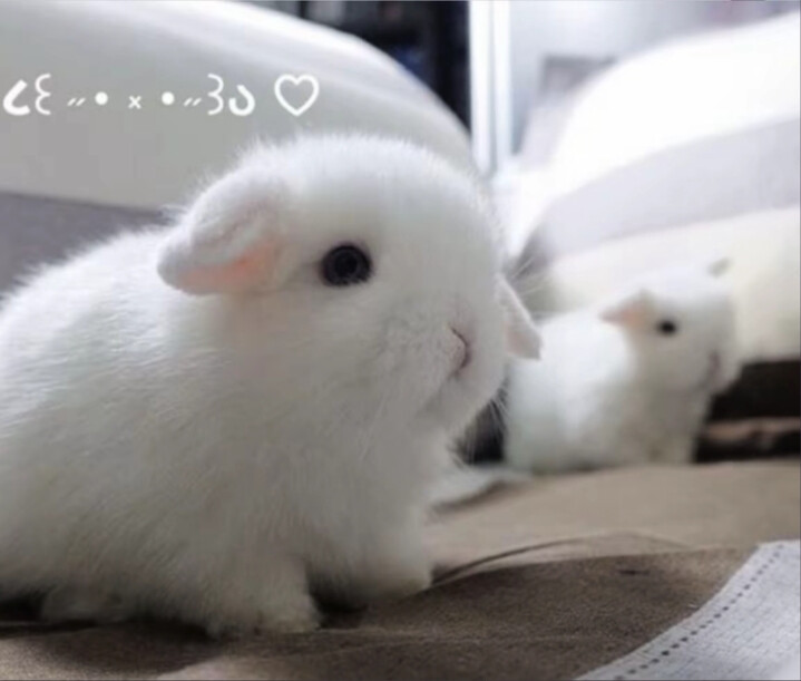 ଘ(੭ˊᵕˋ)੭* ੈ✩