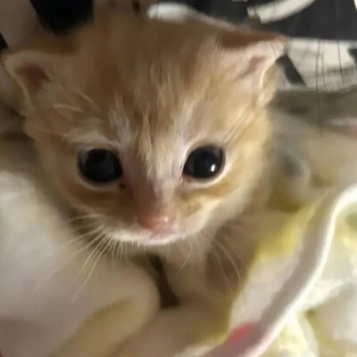 （＾ω＾）