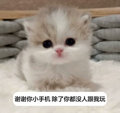 嘿嘿