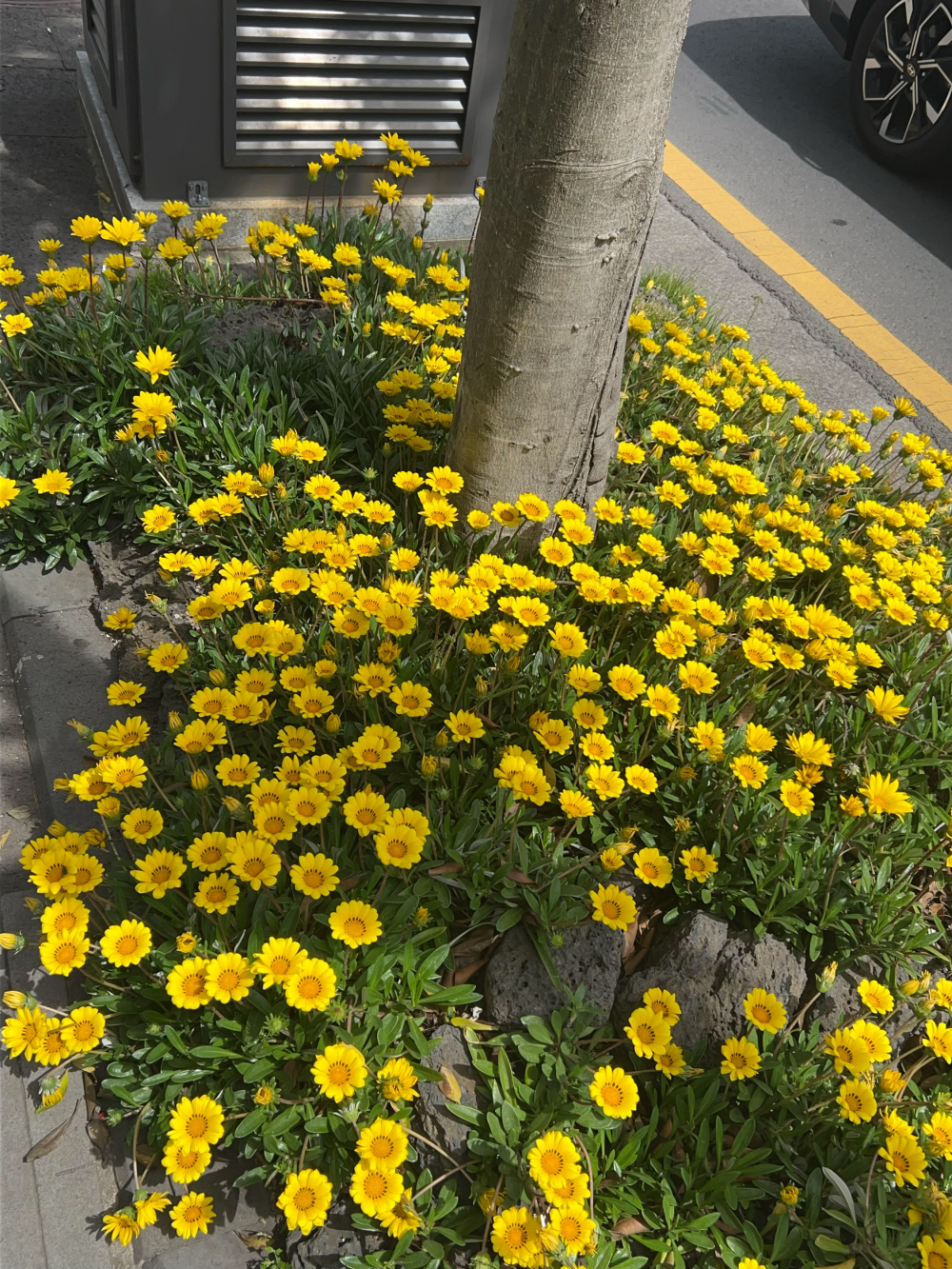 jeju