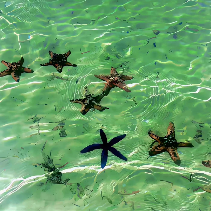 绿色的水 幸运神秘