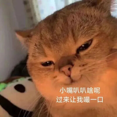 表情包