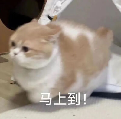 表情包