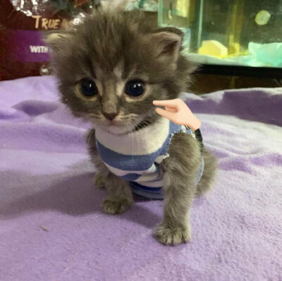 (^з^)