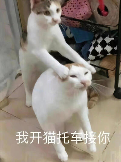 表情包