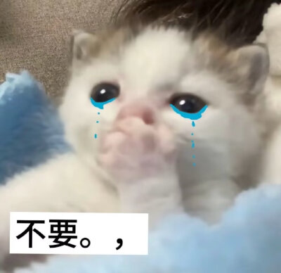 喵喵喵