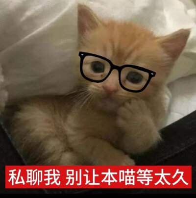 喵喵喵