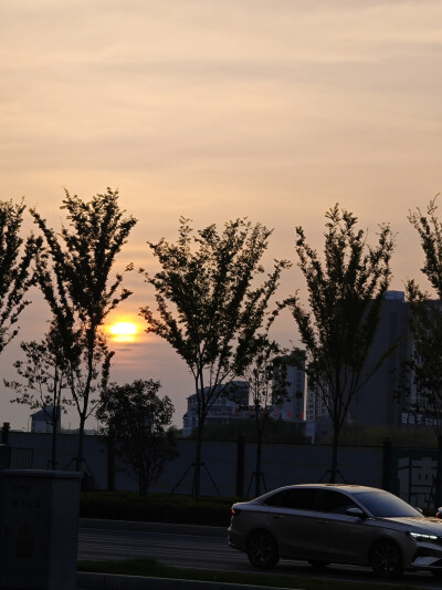 风景，植物，花，湖，鸳鸯