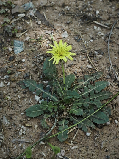 风景，植物，花，湖，鸳鸯
