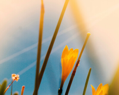 花壁纸