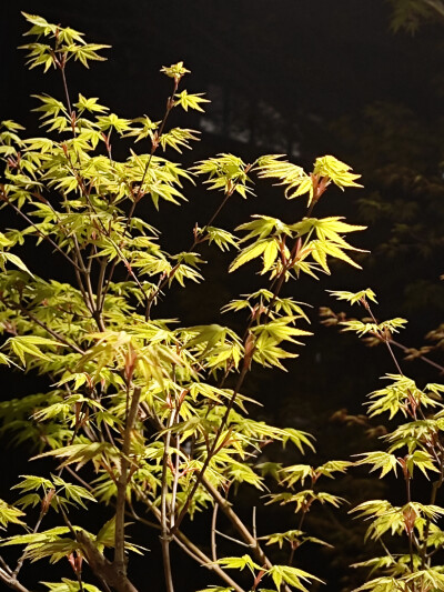 风景，植物，花，湖，鸳鸯