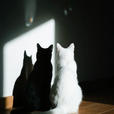 猫猫头像