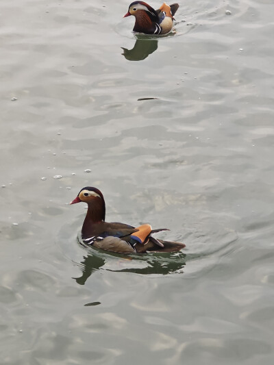 风景，植物，花，湖，鸳鸯