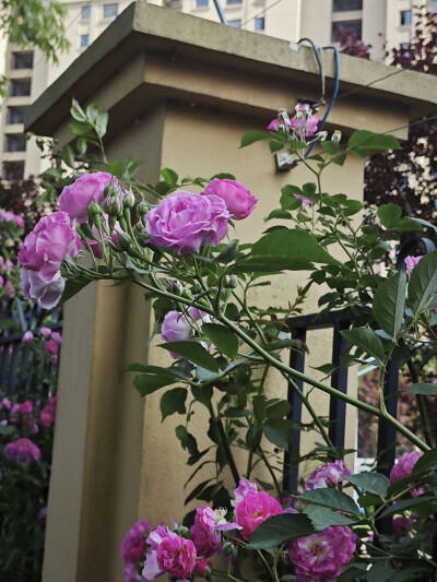 风景，植物，花，湖，鸳鸯